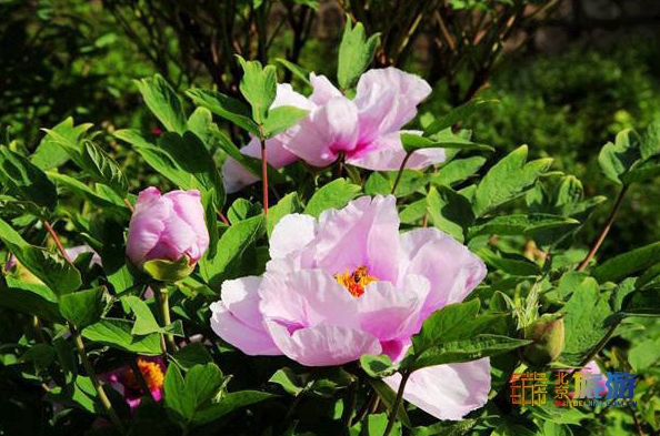 1618191923485245.png image.png